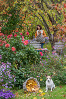 Herbstliche Blumenbeete mit Dahlien (Dahlia) und Herbstastern, Pflaumenbaum (prunus), Frau bei Gartenarbeit und Hund