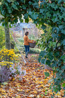 Woman gardening in autumn, autumn chrysanthemums (Chrysanthemum) and hedera (ivy)