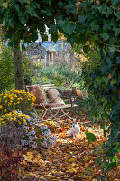 Seat in the garden with autumn chrysanthemums (Chrysanthemum), Hedera (ivy) and autumn leaves
