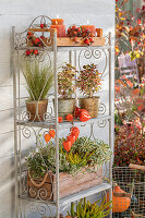 Autumnal wall shelf with candles, Chinese lantern (Physalis Alkekengi), common heather (Calluna vulgaris) 'Sunset Line', rose hips of beach rose (Rosa rugosa), stonecrop thick leaf (Sedum takesimense) 'Atlantis', curly sedge (Carex albula) 'Frosted Curls', Coprosma