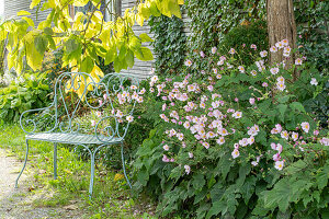 Herbstanemone (Anemone Hupehensis) in Blumenbeet und Trompetenbaum (Catalpa bignonioides) hinter Gartenbank