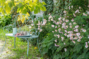 Herbstanemone (Anemone Hupehensis) in Blumenbeet und Trompetenbaum (Catalpa bignonioides)