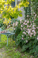 Herbstanemone (Anemone Hupehensis) in Blumenbeet und Trompetenbaum (Catalpa bignonioides) in Garten