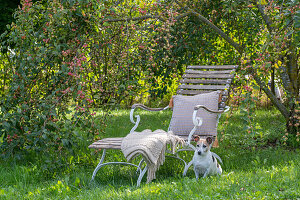 Liegestuhl in herbstlichem Garten unter Zierapfelbaum und Hund