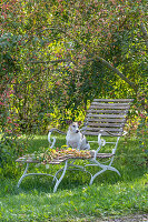 Dog on deck chair in autumn garden under ornamental apple tree