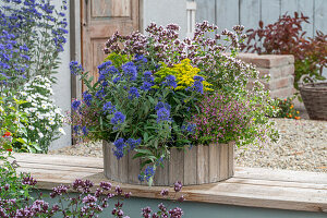 Blumenkasten mit Bartblume 'Heavenly Blue' (Caryopteris), Goldrute (Solidago), Origano, Köcherblume 'Cuphoric Pink' (Cuphea), Zuckermyrthe (Cuphea ramosissima)