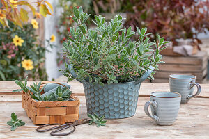 Cistus in a pot on a patio table