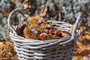 Edelkastanien (Castanea Sativa) bei der Ernte in Weidenkorb