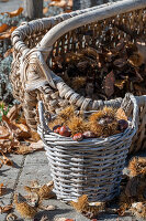 Sweet chestnuts (Castanea Sativa) being harvested in a wicker basket