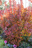 Roter Perückenstrauch (Cotinus coggygria) in Herbstfärbung im Garten