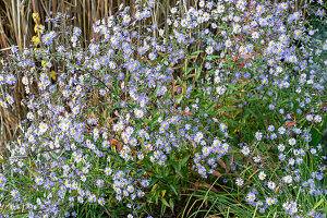 Glatte Aster (Aster laevis) blühend in Herbstwiese