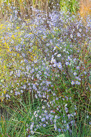 Glatte Aster (Aster laevis) blühend in Herbstwiese
