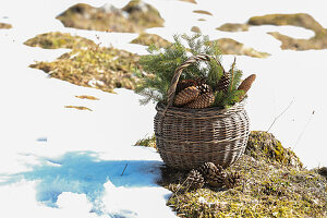 Branches and cones on a basket