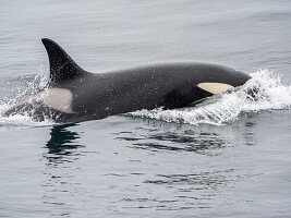 Eine kleine Gruppe von Schwertwalen (Orcinus orca), die nördlich von Tromso auftaucht, Norwegen, Skandinavien, Europa
