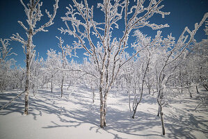Einsame schneebedeckte Bäume in einer kalten Nacht, Gemeinde Kiruna, Kreis Norrbotten, Lappland, Schweden, Europa