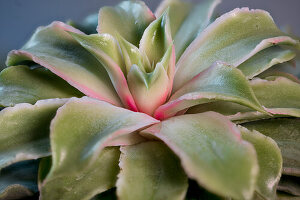 Echeveria, Portrait