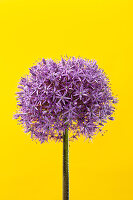 Giant Allium