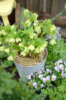 Helleborus in a pot with straw