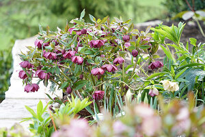 Christrosen (Helleborus) im Garten