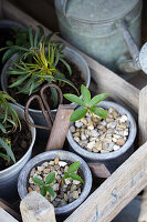 Christmas roses, Helleborus plants planted in pots