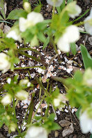 Christrosen (Helleborus) im kalkhaltigen Boden