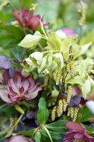 Christrosen (Helleborus) mit Hainbuchen-Kätzchenzweigen