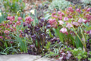 Christmas roses (Helleborus) in the garden bed