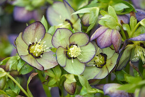 Christmas rose, (Helleborus), hybrid, perennial in the garden