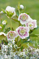 Christrosen (Helleborus), Sorte 'Barnhaven Hybrid', im Beet