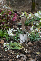 Schneeglöckchen (Galanthus) beim Einpflanzen ins Beet