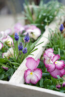Frühlingsblumen zum Einpflanzen, Traubenhyazinthen (Muscari) und Stiefmütterchen (Viola)