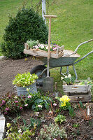 Planting early bloomers in the ground