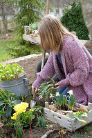 Gärtnern im Frühling: Frau pflanzt Blumen im Gartenbeet