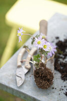 Ray anemone (Anemone blanda) with soil ball