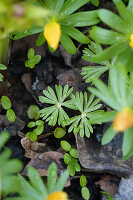 Winter aconites (Eranthis) - stages, flowering from the 3rd year onwards