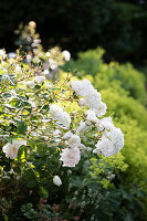 Weiße Rosen im Garten