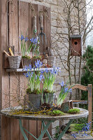 Zwerg-Iris (Iris reticulata) 'Clairette in Blechtöpfen und Schneeglöckchen (Galanthus) mit Erdballen auf Gartentisch