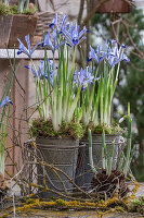 Zwerg-Iris (Iris reticulata) 'Clairette in Blechtöpfen und Schneeglöckchen (Galanthus) mit Erdballen auf Gartentisch