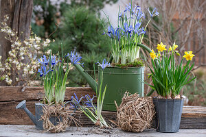 Narzissen (Narcissus) 'Tete a Tete' und Zwerg-Iris (Iris reticulata) 'Clairette' in alten Gießkannen eingepflanzt