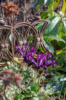 Zwerg-Iris (Iris reticulata) 'Purple Hill' im Beet