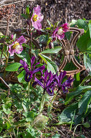 Zwerg-Iris (Iris reticulata) 'Purple Hill' und Lenzrose (Helleborus) 'Winter Angel' im Beet