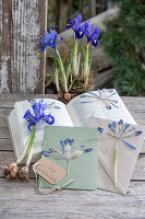 Getrocknete Blüten der Zwerg-Iris (Iris reticulata) zwischen Buchseiten