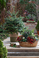 Nordmanntanne als Christbaum mit Lichterkette, Korb mit Scheinbeere (Gaultheria procumbens), Christrose (Helleborus Niger) und Stechpalme