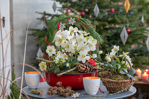 Christrosen (Helleborus niger) in Blumenschale mit Kranz aus Kiefernnadeln und Zapfen auf der Terrasse