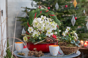 Christrosen (Helleborus niger) in Blumenschale mit Kranz aus Kiefernnadeln und Zapfen auf der Terrasse