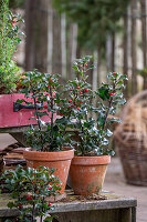 Stechpalmen (Ilex) im Topf auf Terrasse, close-up