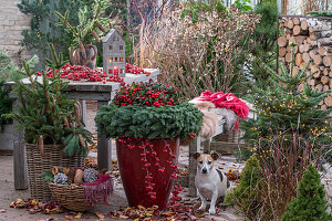 Weihnachtsbasteln auf der Terrasse, Adventskranz aus Tannenzweigen, roten Beeren des Zierapfels, Fichtenzweige, Zapfen im Korb und Hund