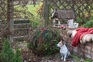 Clematisranken, Weinranken, und Thujenzweige (Thuja) zur Kugel geflochten, Sitzplatz auf Mauer mit Vogelhäuschen und Hund im Garten