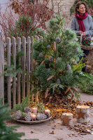 Weihnachtsdekoration im Garten, Kiefer als Christbaum, Schale aus Zapfen, Kerzen, Kranz, Lichterkette und Baumstumpfkerzen auf der Terrasse