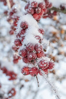 Zierapfelzweige (Malus), Früchte mit Eiskristallen angefroren, close-up